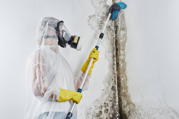 Best Mold Testing  in Dexter, GA
