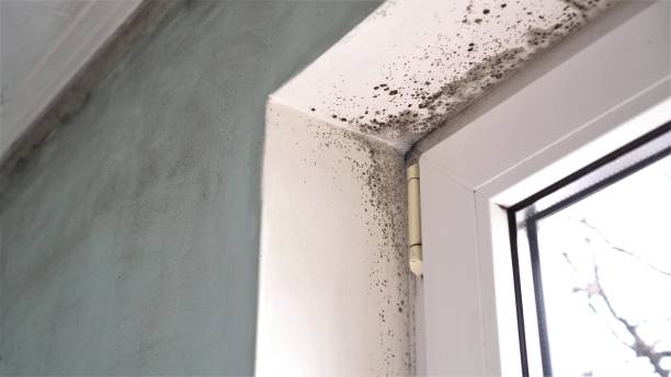 Best Same-Day Mold Removal  in Dexter, GA