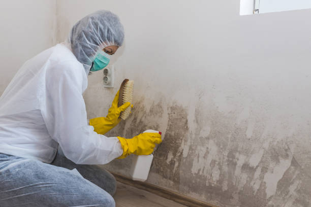 Professional Mold Removal in Dexter, GA