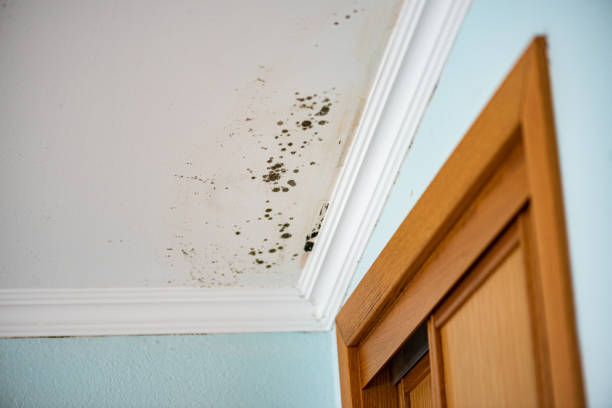 Best Fast Mold Removal  in Dexter, GA