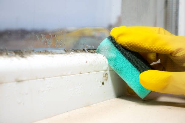 Best Affordable Mold Removal  in Dexter, GA