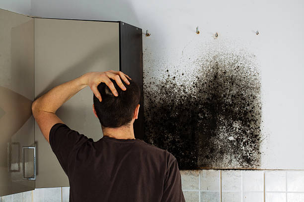 Best Certified Mold Removal  in Dexter, GA